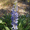 Sky-blue Lupine