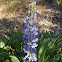 Sky-blue Lupine