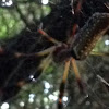 Golden Silk Orbweaver