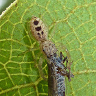 White-jawed Jumping Spider