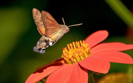 Butterfly owls