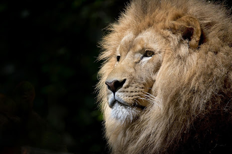 Lion Wallpaper HD(圖3)-速報App