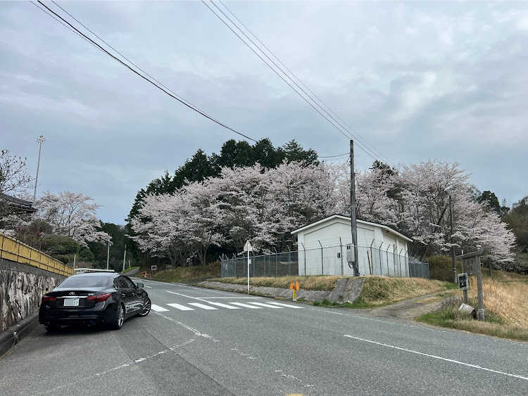 スカイラインのカスタム・4月もよろしくお願い致します🌸・インフィニティ・桜とコラボに関するカスタム事例の投稿画像5枚目