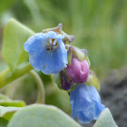 Oysterleaf