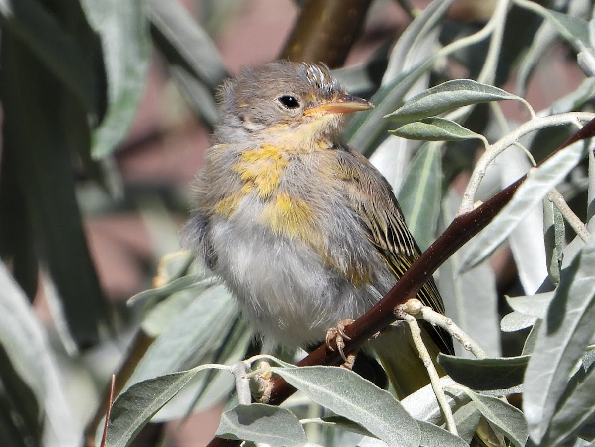 Yellow-breasted chat (juvenile)