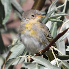 Yellow-breasted chat (juvenile)