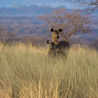 Sambar deer