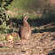 Red-legged Partridge; Perdiz Roja