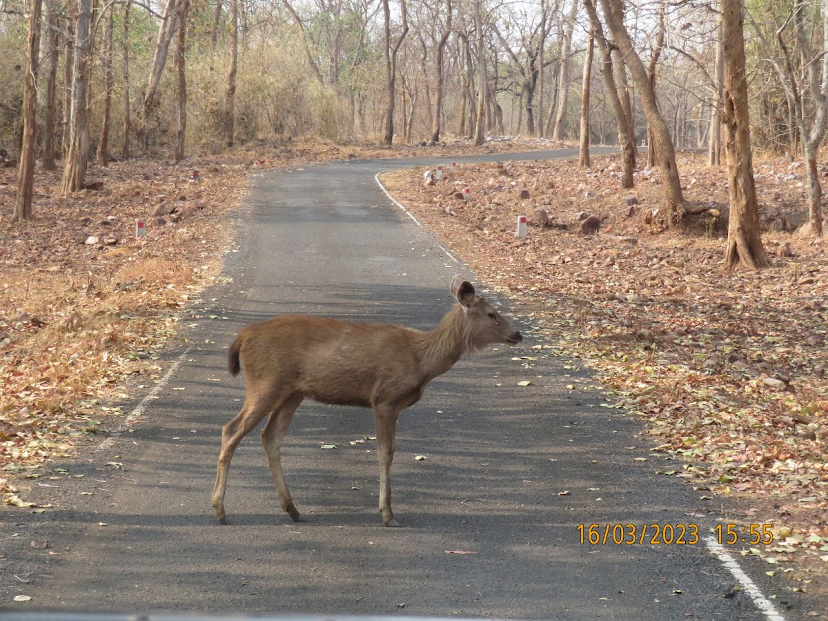 Sambar Deer (female)