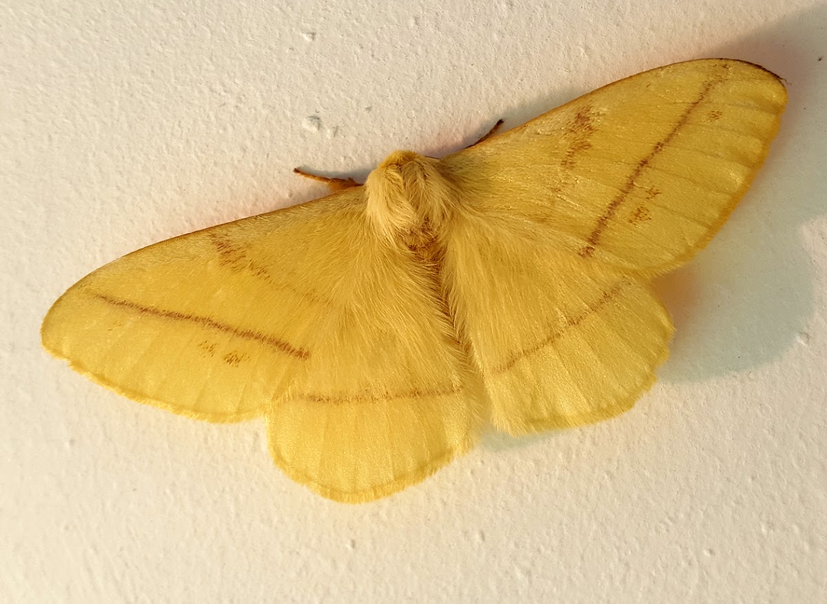 Yellow Monkey Moth Male