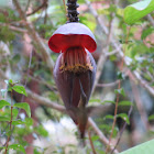 Planalto hermit