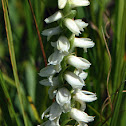 Nodding Ladies' Tresses