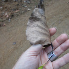 Poplar Petiole Gall Aphid