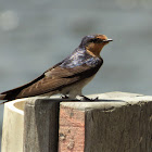 Welcome Swallow (adult)