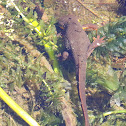 California Newt