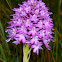 Pyramidal Orchid