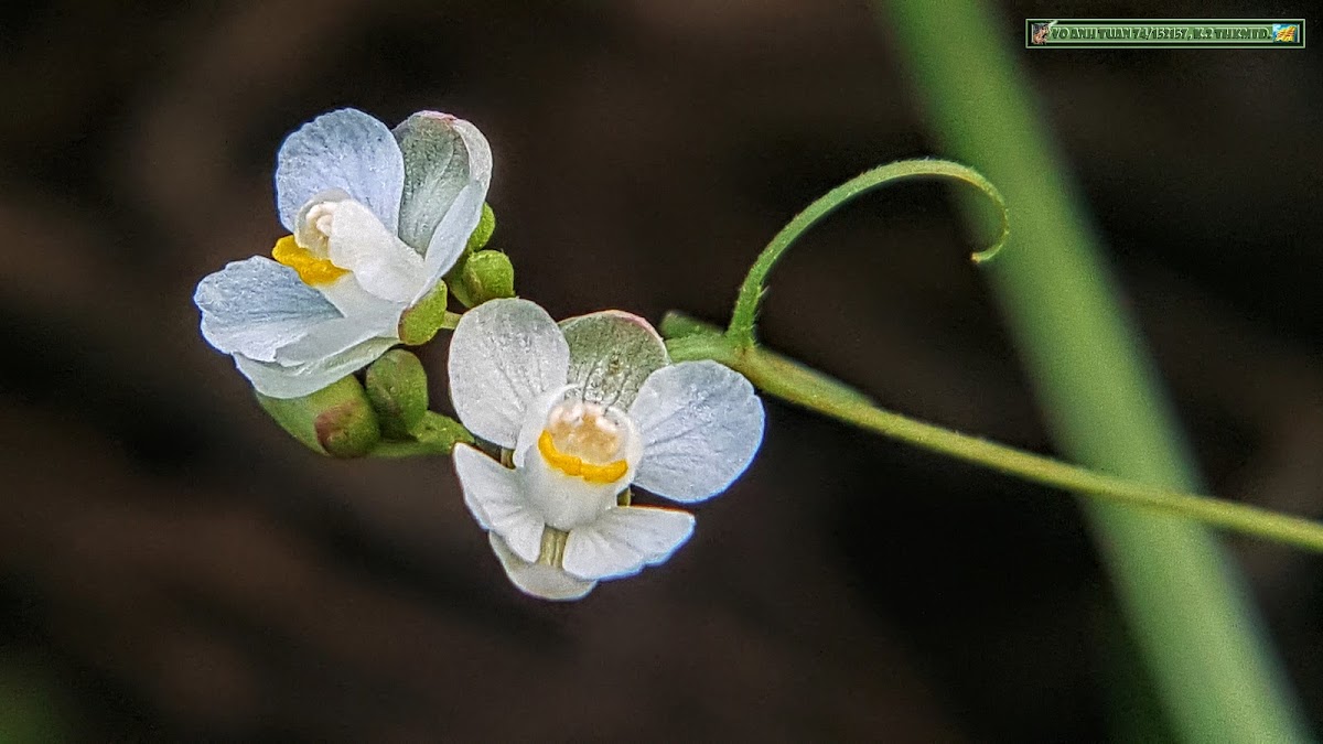 Lesser balloon vine