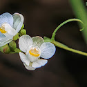 Lesser balloon vine