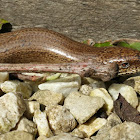 Slow Worm