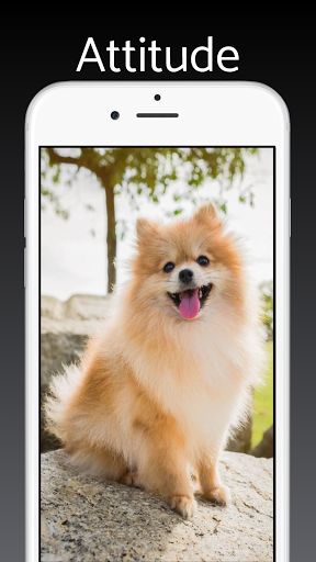 Screenshot Pomeranian Dog Wallpapers 4k