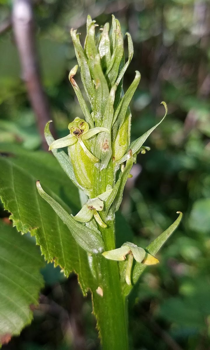 Tall Northern Bog Orchid