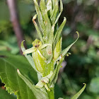 Tall Northern Bog Orchid