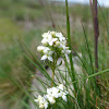 Heath Bedstraw