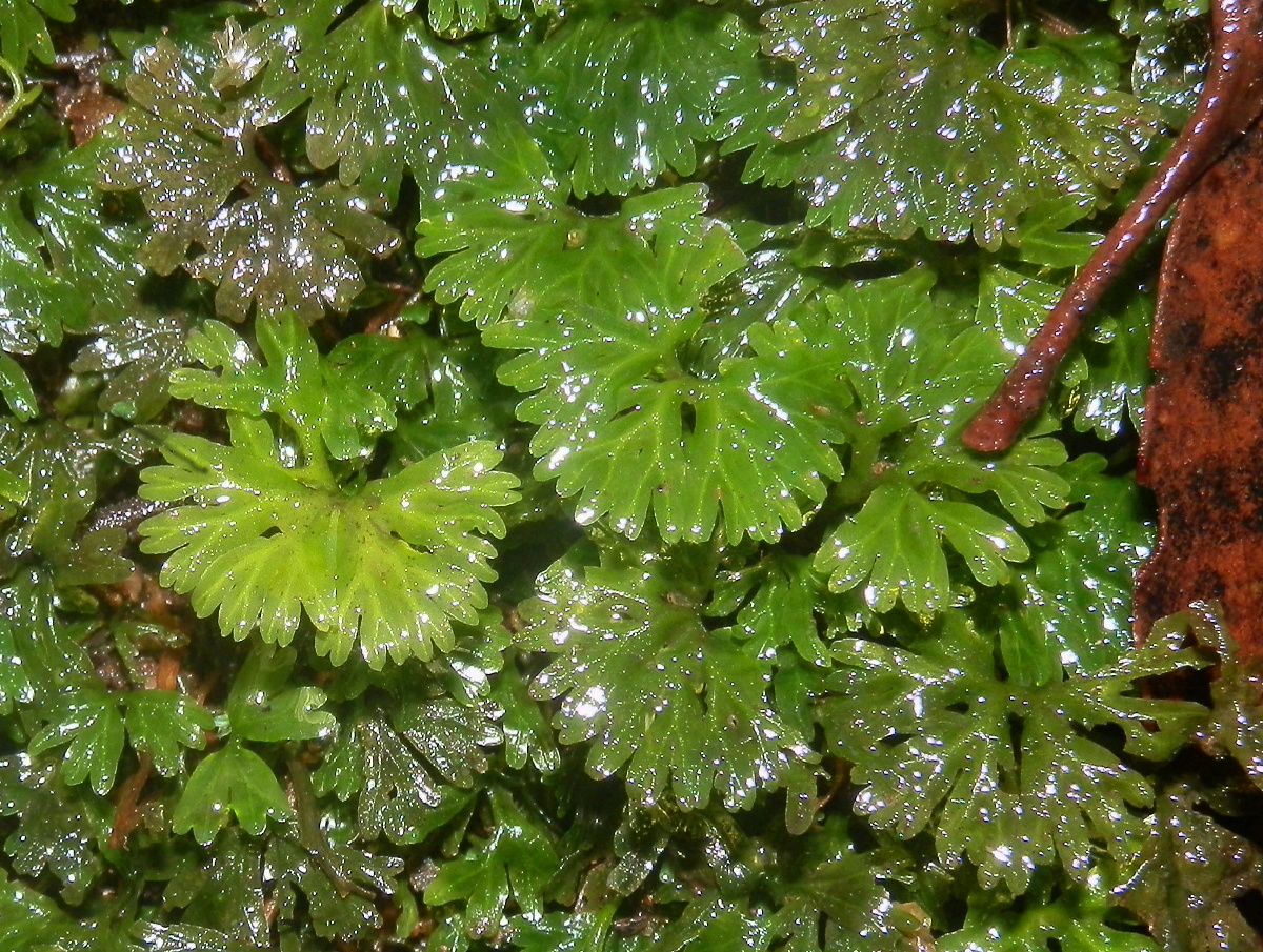 Leafy Liverwort