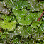 Leafy Liverwort