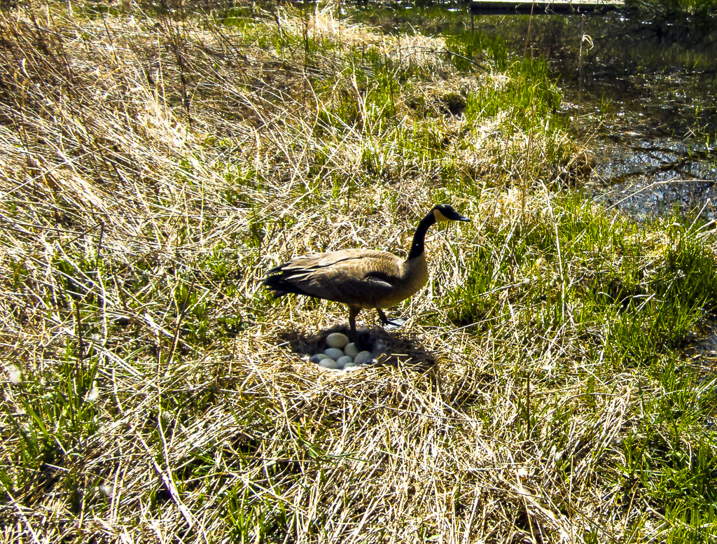 Canada Goose