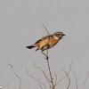 Stonechat; Tarabilla Común