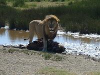 https://upload.wikimedia.org/wikipedia/commons/thumb/b/b5/Lion_male_with_prey_Serengeti_2.jpg/200px-Lion_male_with_prey_Serengeti_2.jpg