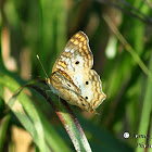 White Peacock Butterfly