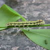 Phoebis philea. Caterpillar