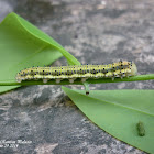 Phoebis philea. Caterpillar