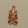 Concealer Moth