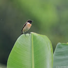 Saxicola stejnegeri-male 黑喉石䳭