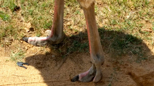 Lion Park South Africa 2015