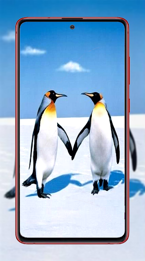 Penguin Wallpapers