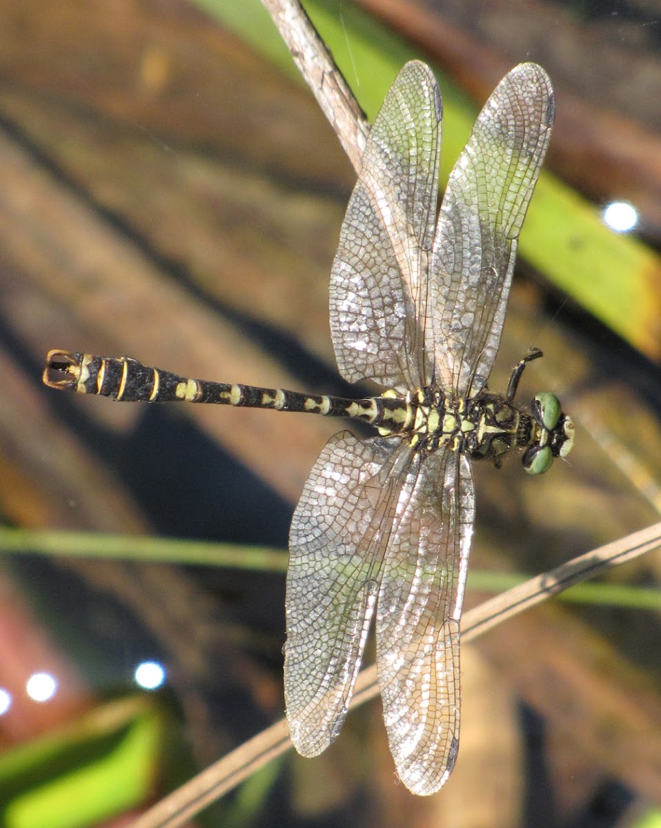 Small Pincertail