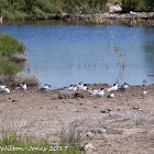 Snadwich Tern; Charrán Patinegro