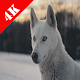 Download Wolf Wallpaper HD 4k – background photo For PC Windows and Mac 1.0