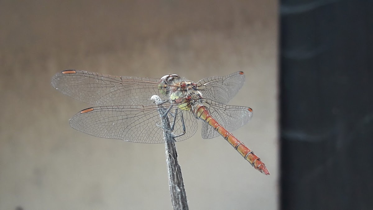 Common Darter