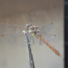 Common Darter