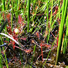 Spoonleaf Sundew