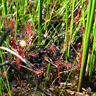 Spoonleaf Sundew