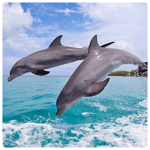 Lovely Dolphin Wallpapers.apk 1.1.5