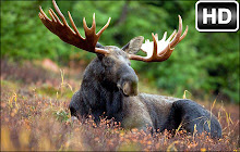 Moose Wallpapers HD New Tab by freeaddon.com small promo image