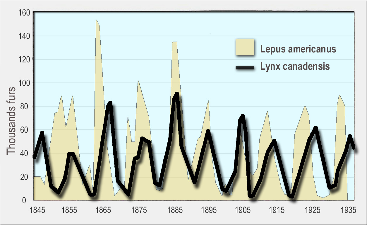 A time series shows years from 1845 to 1935 on the x-axis, thousands furs from 0 to 160 on the y-axis, and two types of furs: a black line for Lynx canadensis and beige shading for Lepus americanus hares. Hare furs have cyclic peaks, which are followed by peaks in lynx populations with a lag of about a year.