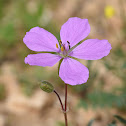 Sub-entire leaved stork's bill